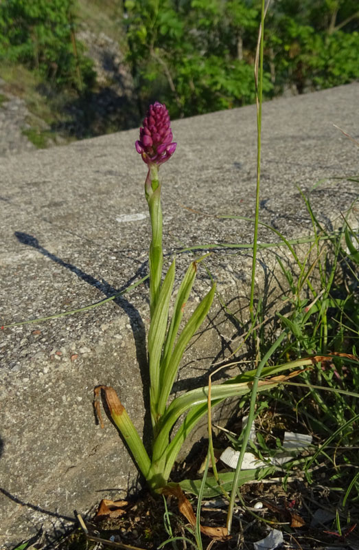 Anacamptis pyramidalis - Rovereto (TN)